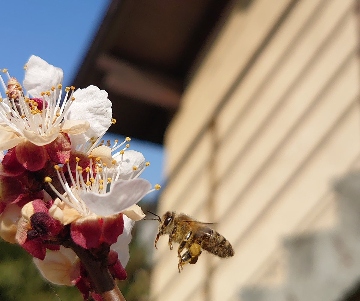 Honigbiene im Anflug an eine Blüte